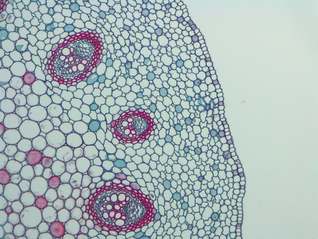 Plant Vascular Tissue Slides - Plant Vascular Tissue 01 100X